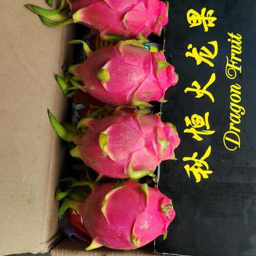 凭祥市新鲜大个白心火龙果
