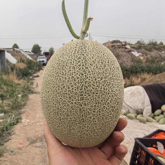 寿光市山东产区优质西州蜜25号   小蜜25