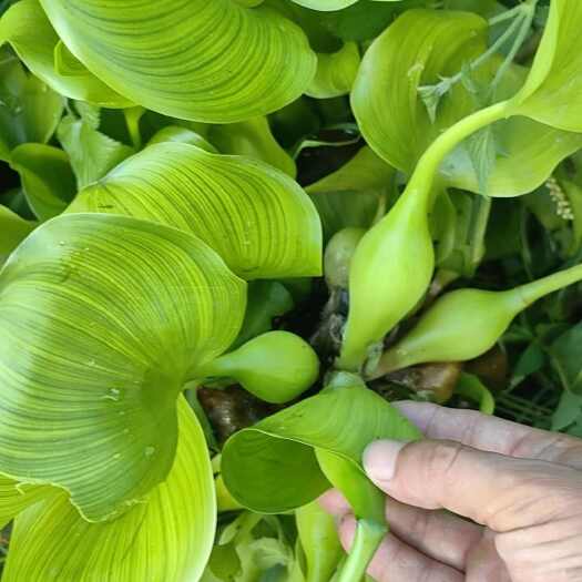 泗洪县水葫芦