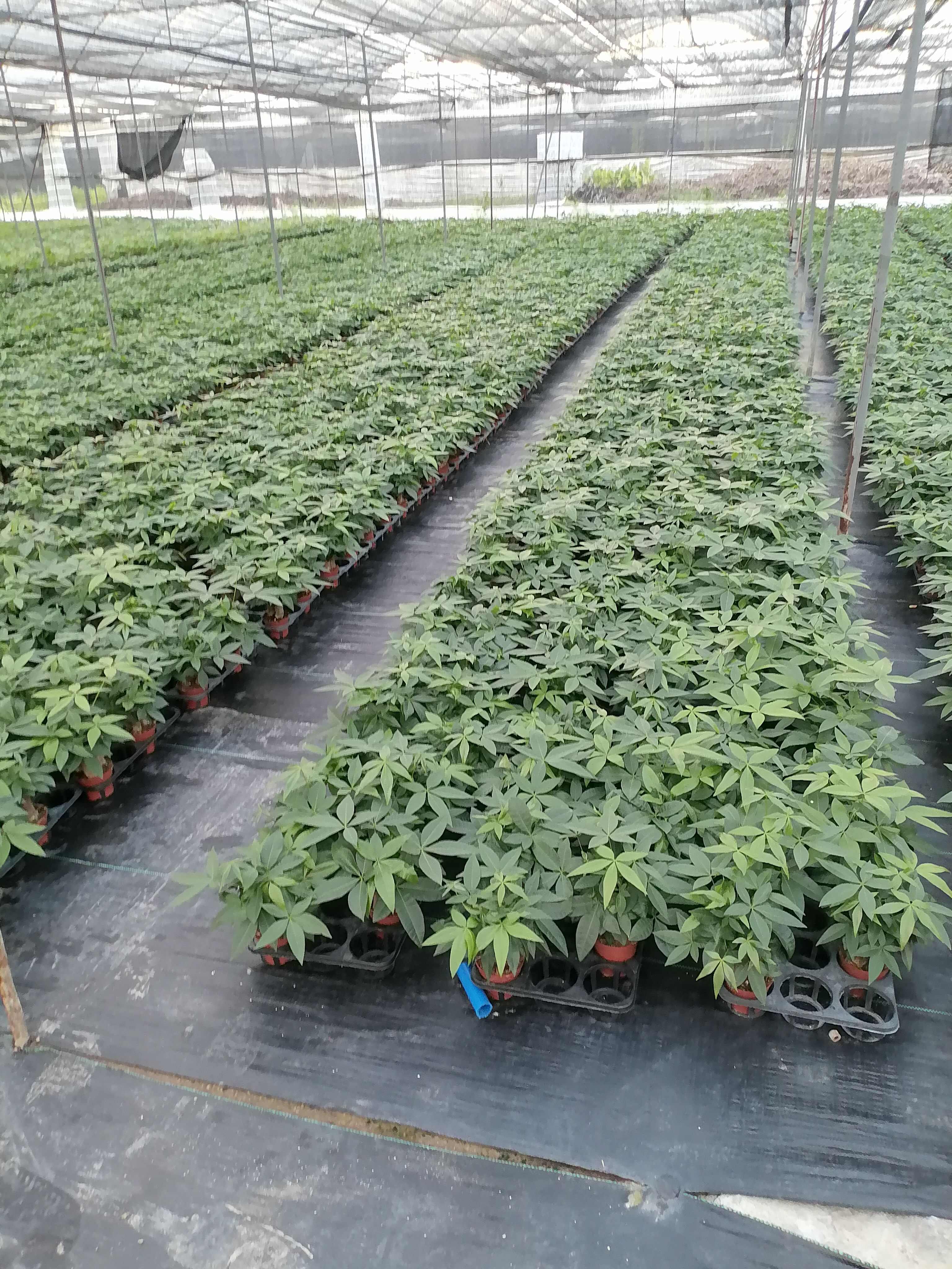 100三杆发财树苗木花草乔木盆栽 广东广州花都区发货