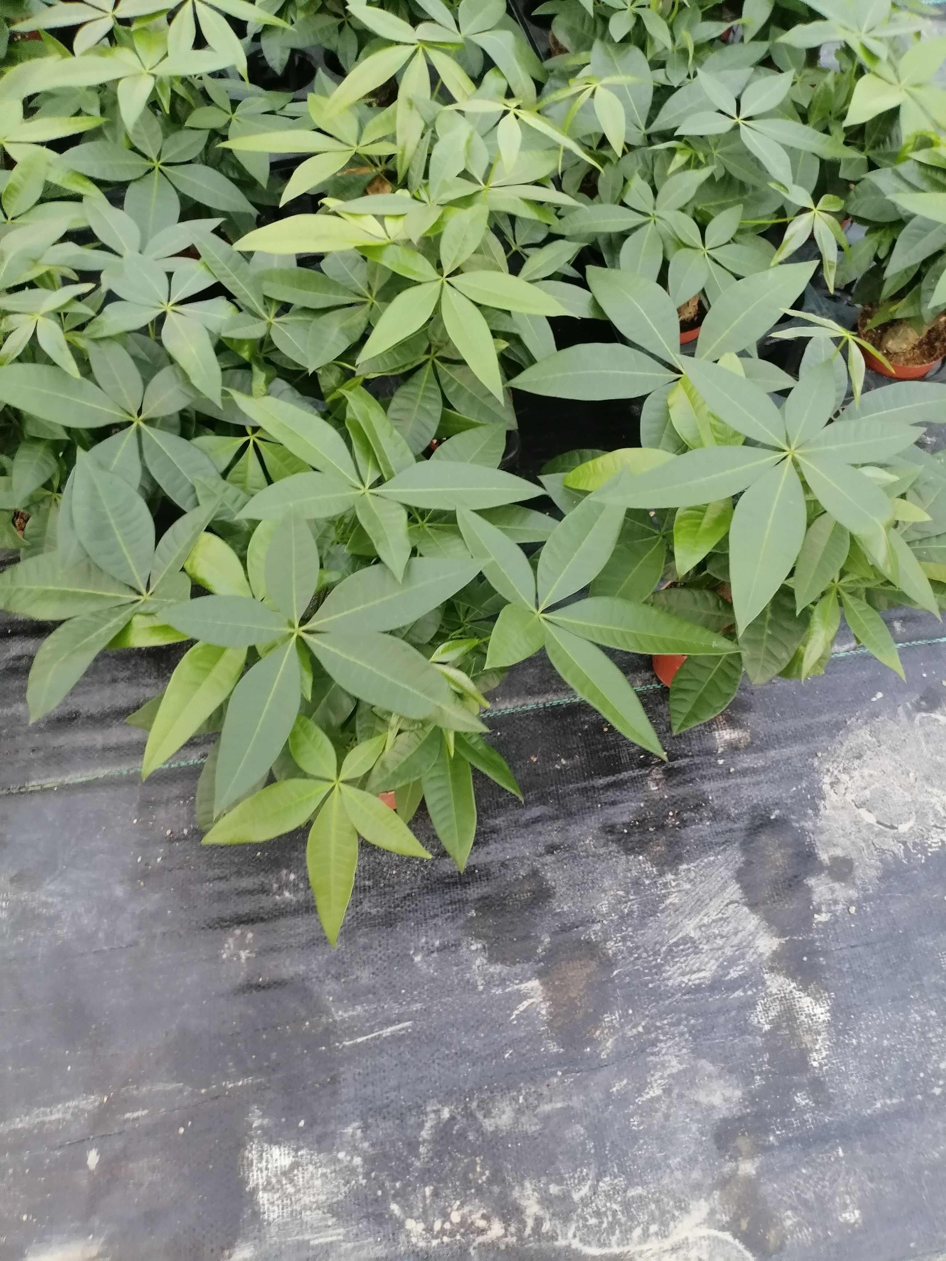 100三杆发财树苗木花草乔木盆栽 广东广州花都区发货
