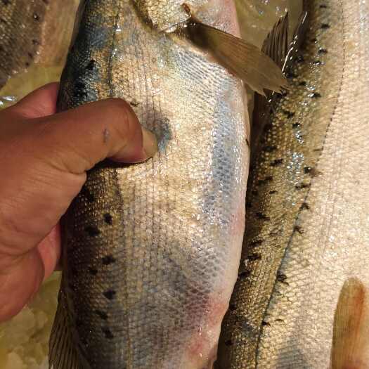 湛江冰鲜海鲈鱼