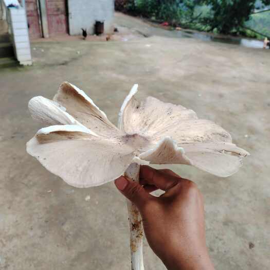 六盘水贵州省六盘水黑皮鸡枞菌