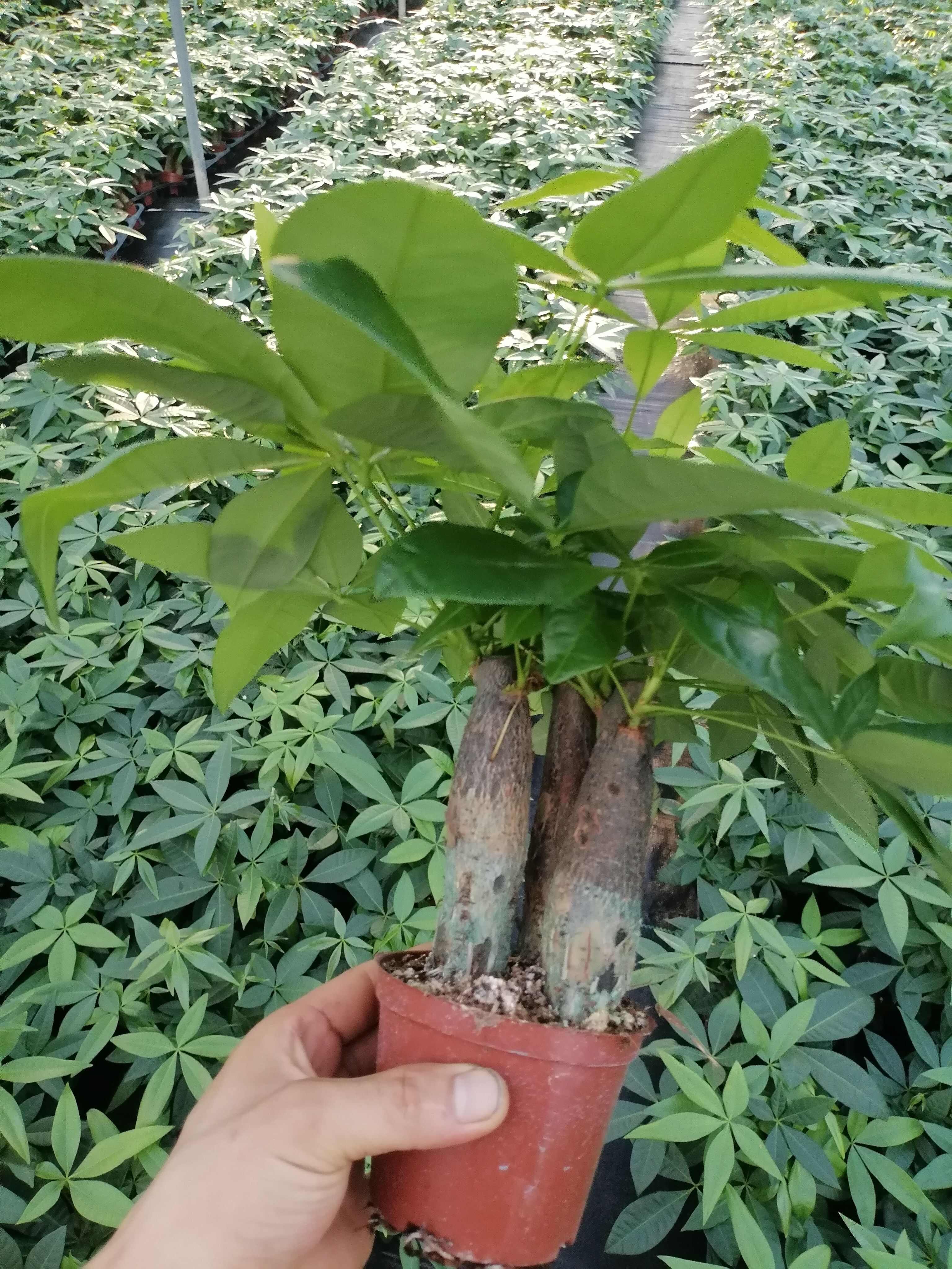 100三杆发财树苗木花草乔木盆栽 广东广州花都区发货