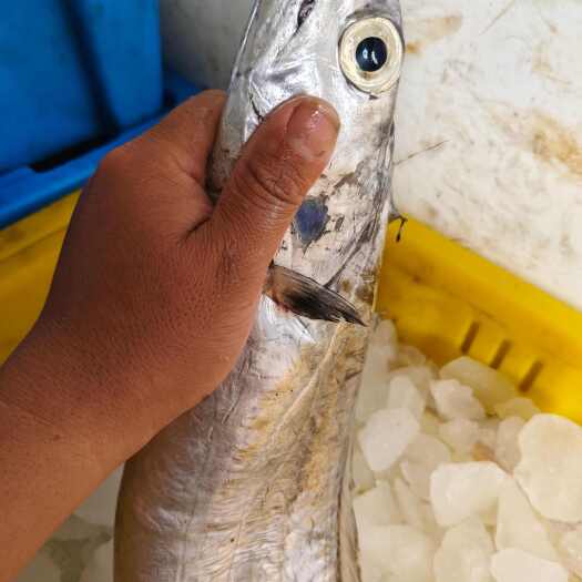 湛江（包邮到家）小眼油鱼，渤海带鱼