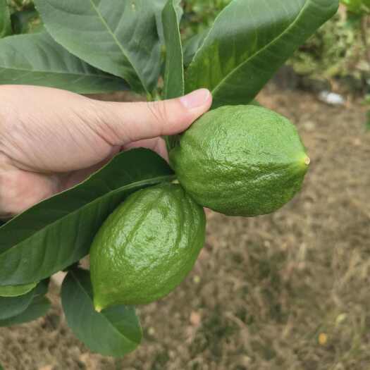 广州无籽香水柠檬新鲜果产地直发
