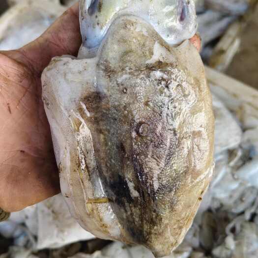 冰鮮墨魚  沒(méi)有泡水的，