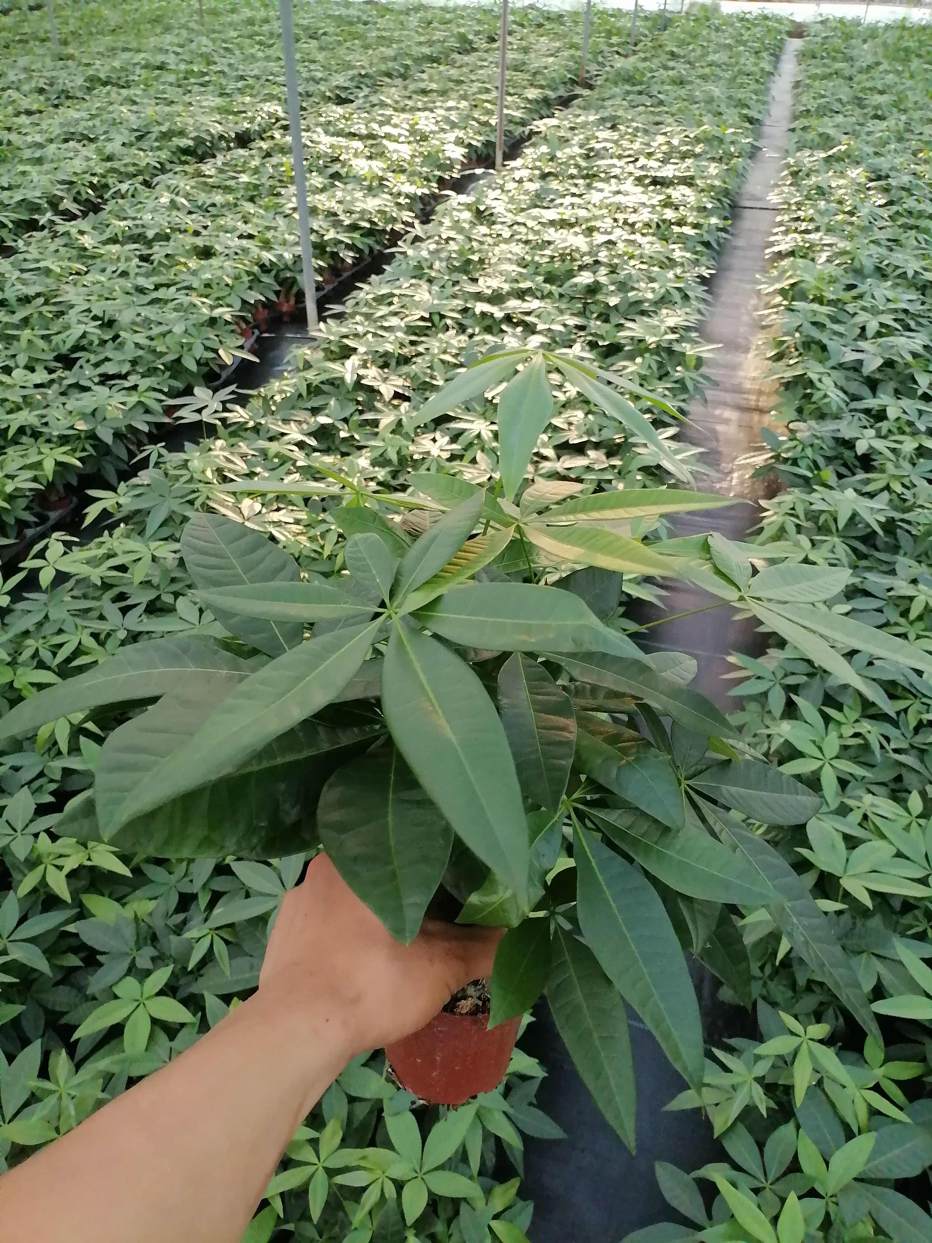 100三杆发财树苗木花草乔木盆栽 广东广州花都区发货