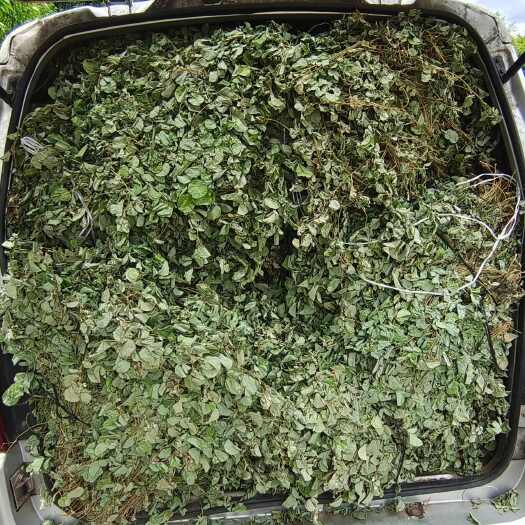 柳州广金钱草新货上市，水洗干净无泥沙，无杂草，青青绿绿的干货