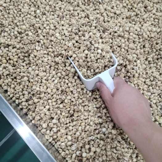 图木舒克油莎豆