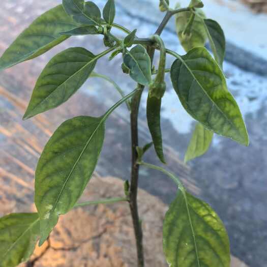 陇县线辣椒