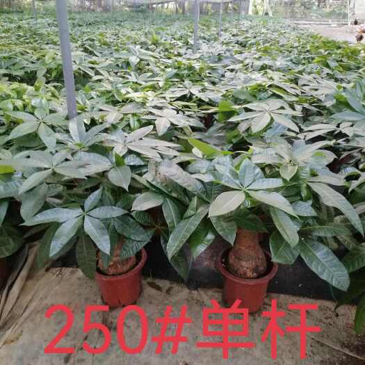 广州广东广州花都区独杆发财树苗木花草乔木盆栽绿植批发
