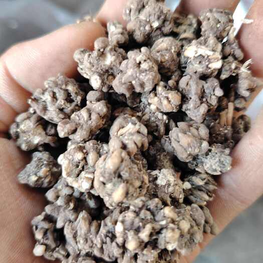 东莞市猫抓草，货好价优，需要的联系