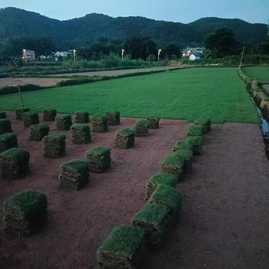 梅州格兰马草 兰叶三号 马尼拉 广东梅州梅县区供应