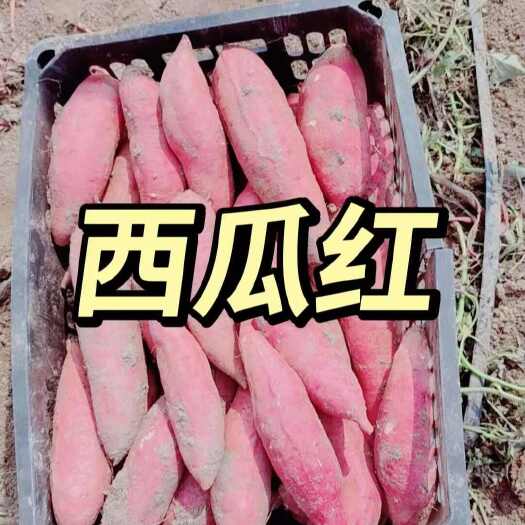 蠡县西瓜红、烟薯25、板栗薯、226多个品种上市产地直销全国代发