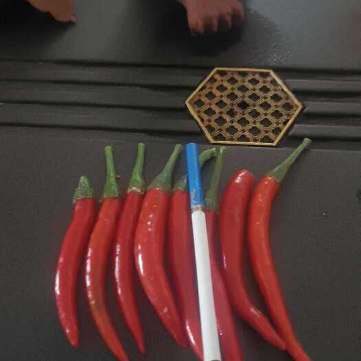 菏泽朝天椒