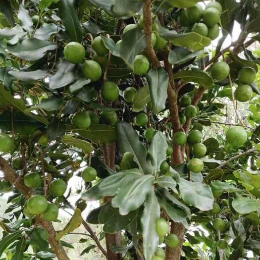 孟连县夏威夷果