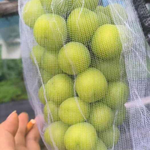 大荔县阳光玫瑰