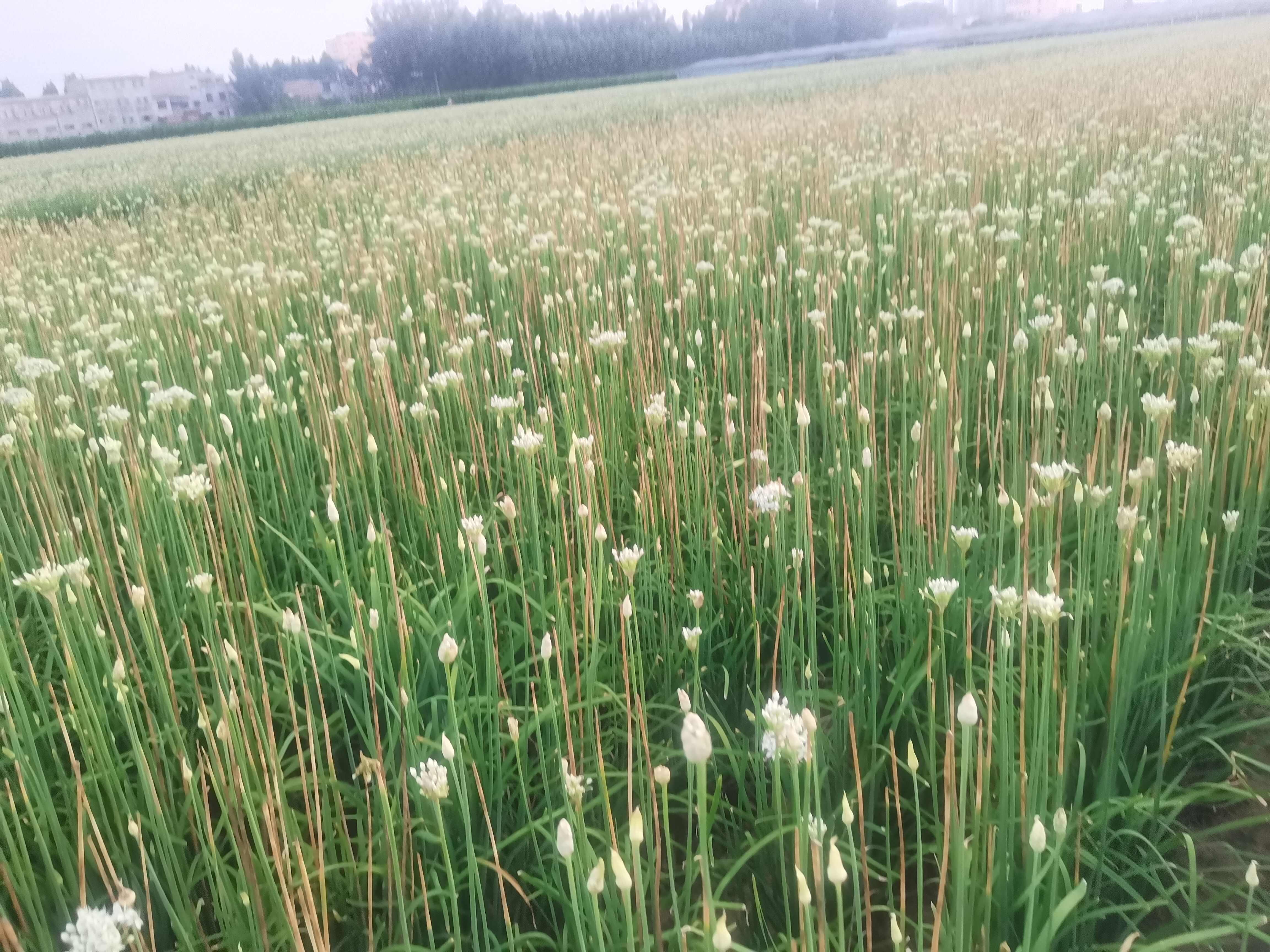 韭菜花酱商用现做现发，质量保证。