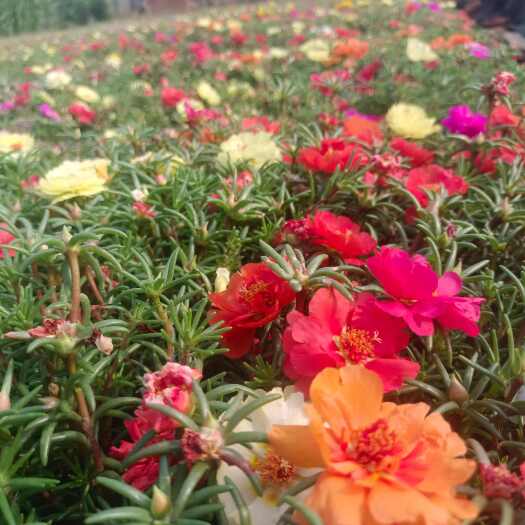 青州市半枝莲（太阳花）