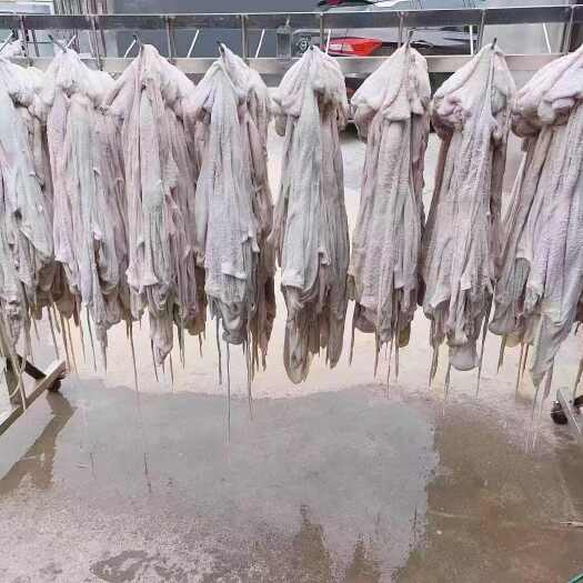 呼和浩特纯水褪羔羊净肚 免洗羊净肚