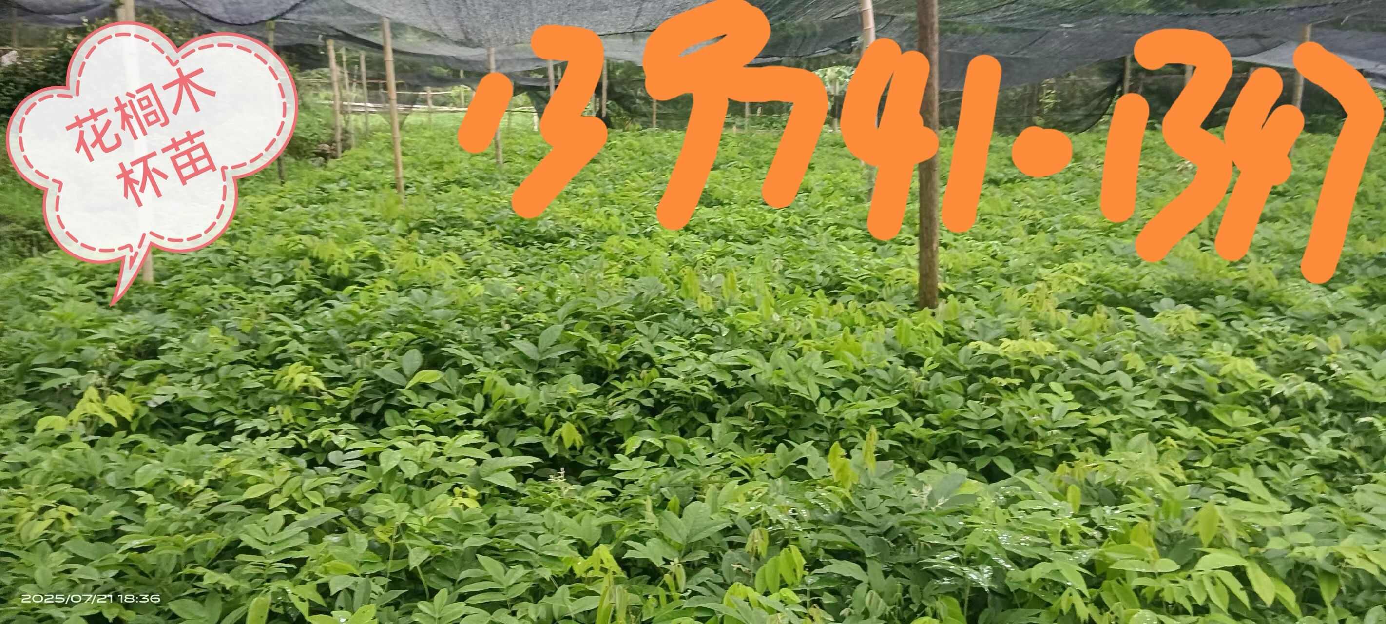湖南株洲炎陵县优质花榈木苗木批发