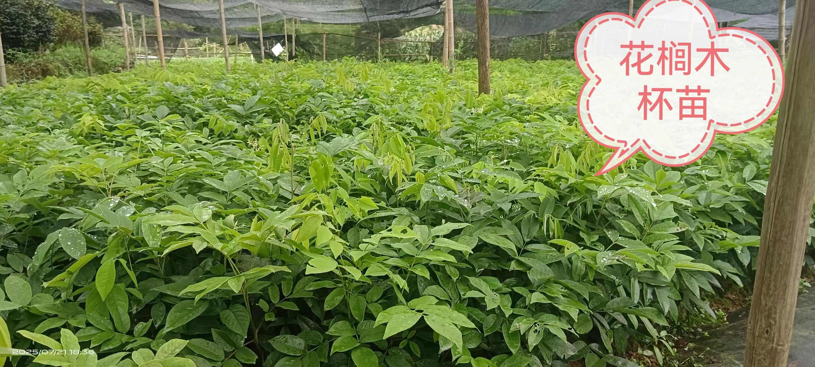 湖南株洲炎陵县优质花榈木苗木批发