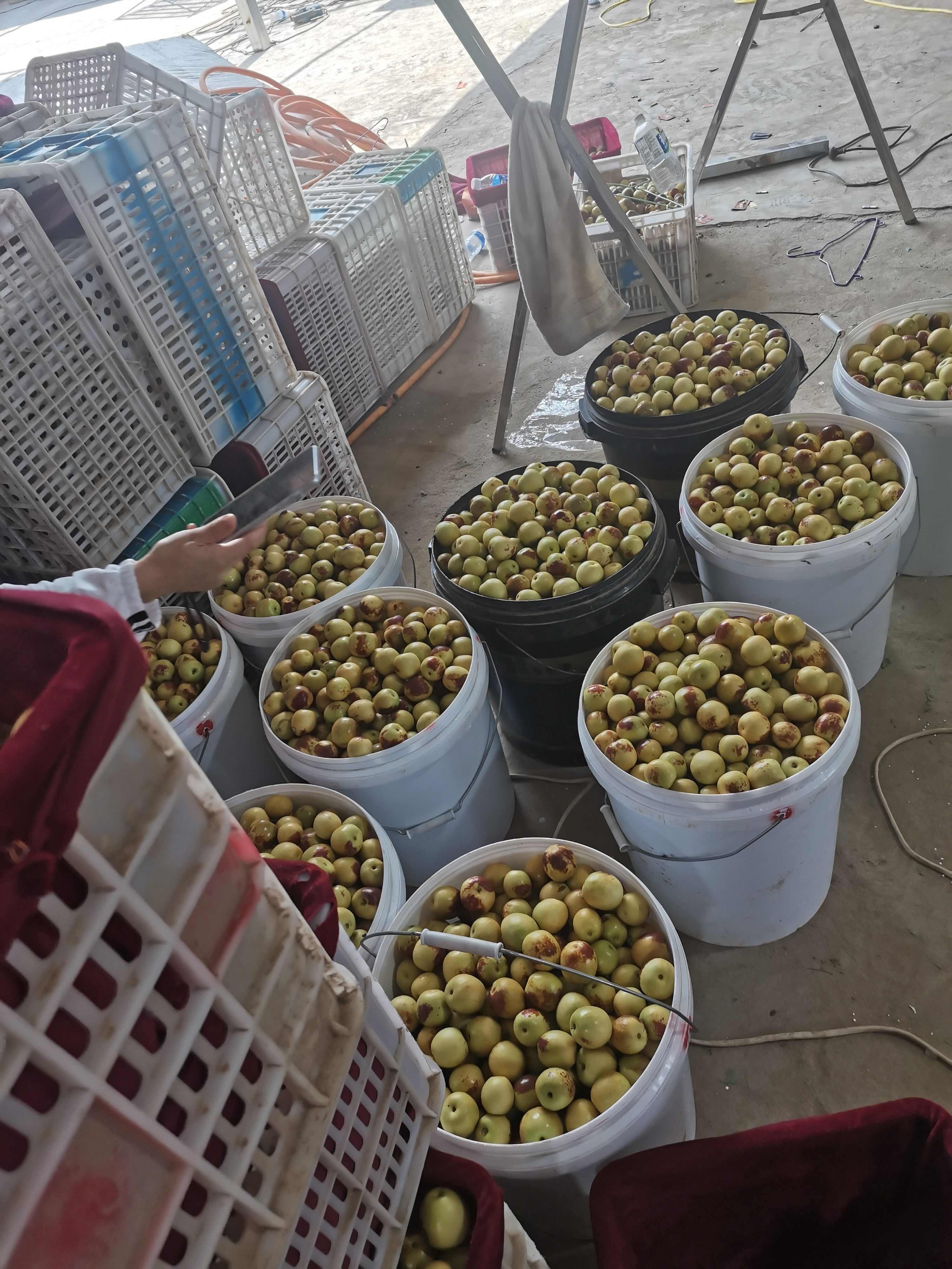 大荔冬枣