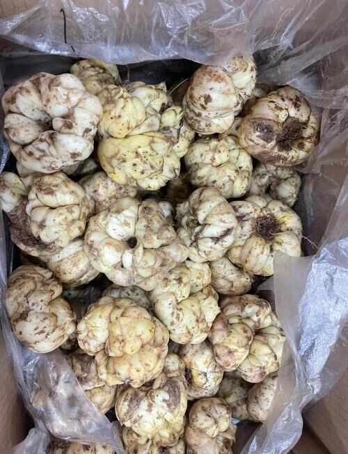花垣县鲜百合 根茎菜类蔬菜 直供产地