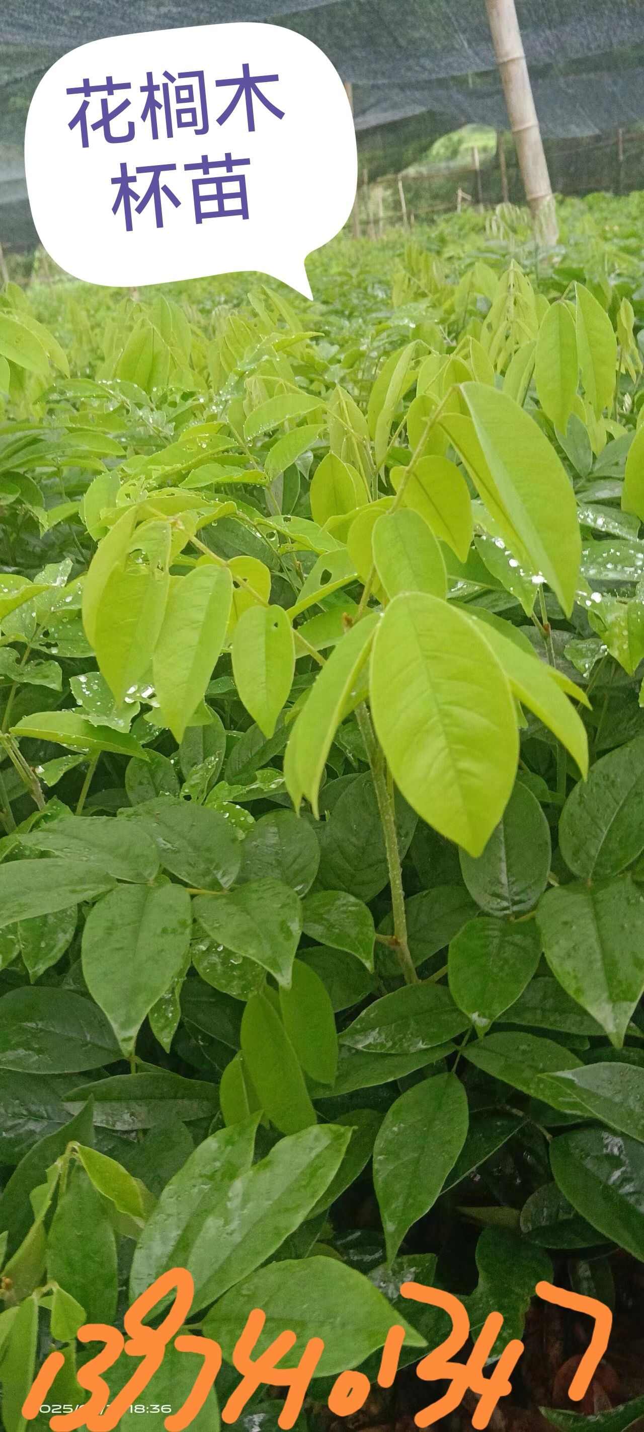 湖南株洲炎陵县优质花榈木苗木批发