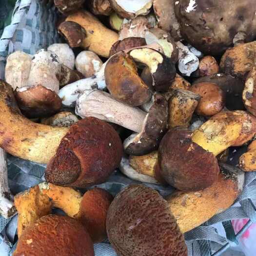 新宾县鲜蘑菇