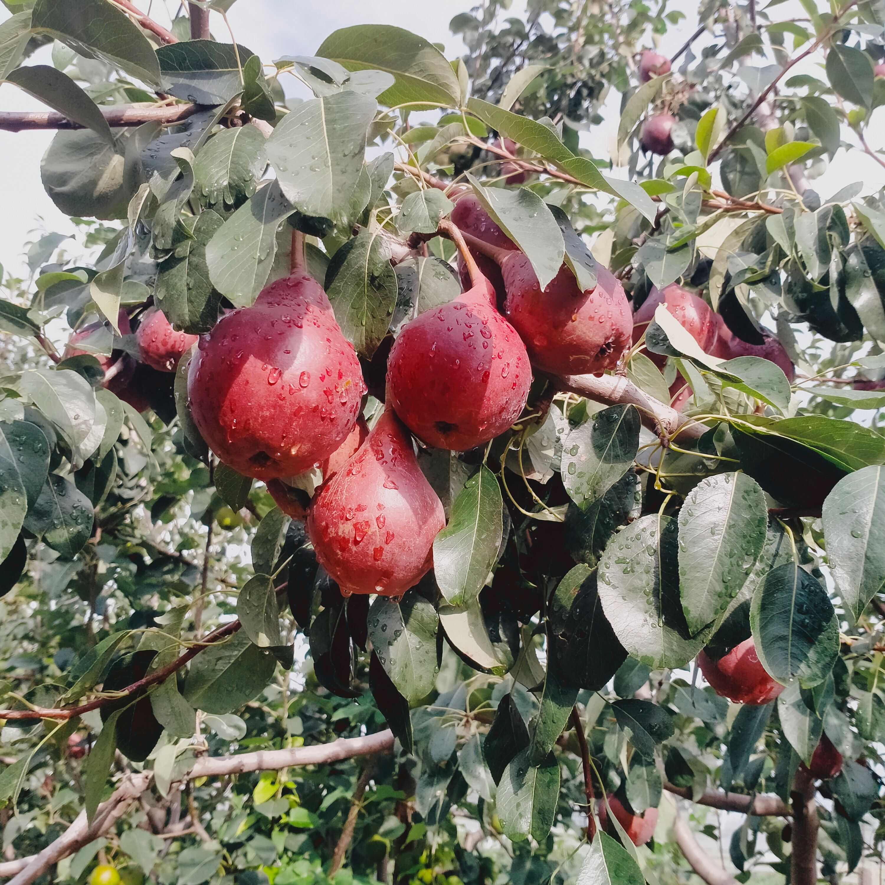 红啤梨西洋梨面梨