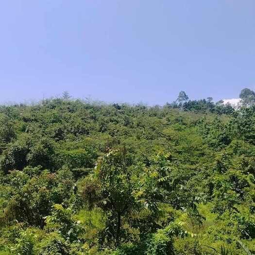 阳江2000棵仁面地苗出售，10年树，自提