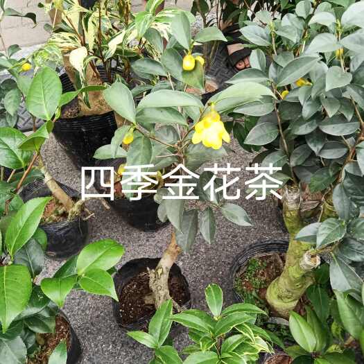 漳平市四季金花茶花