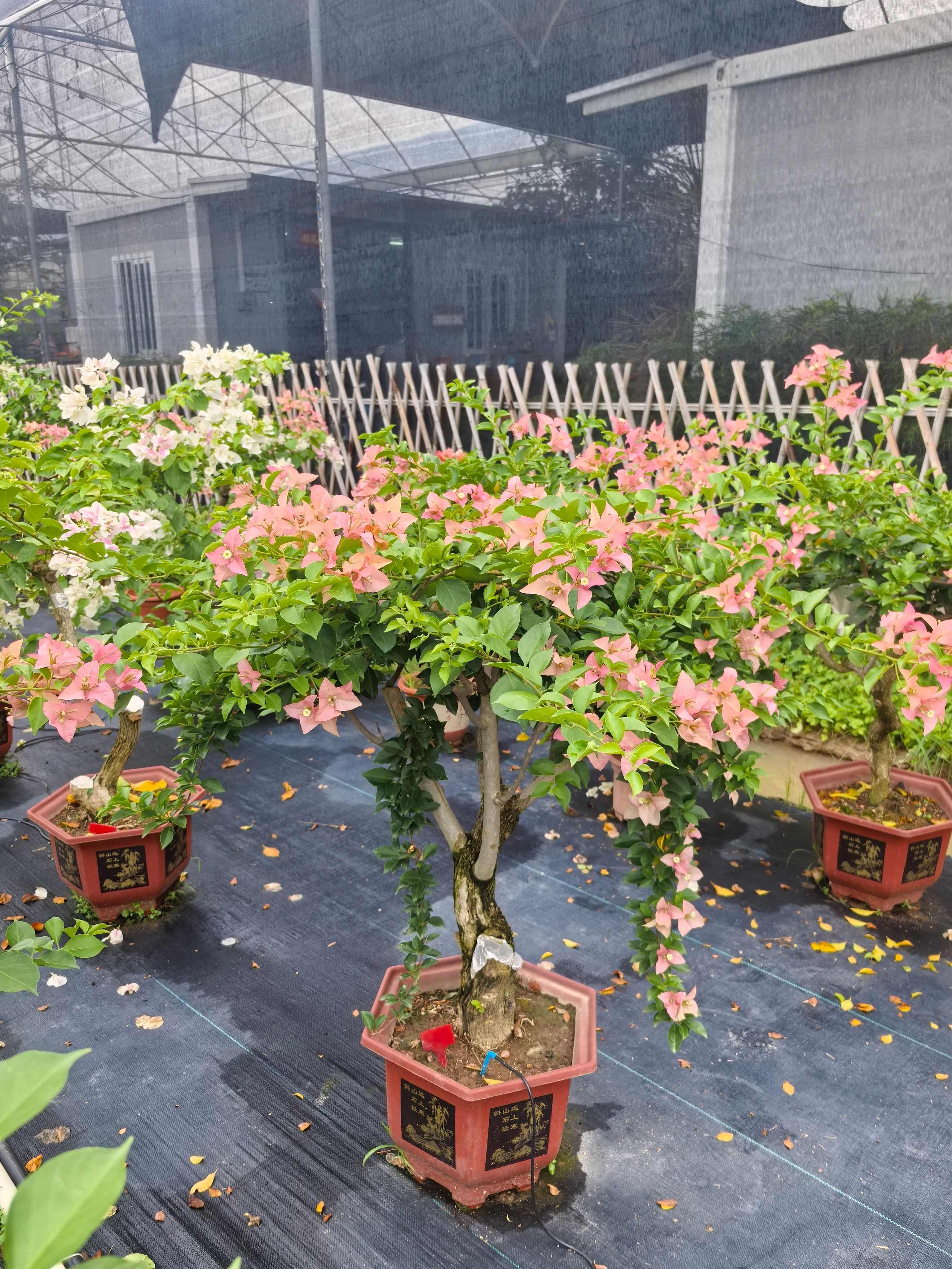 三角梅，卡亚塔，白雪公主，橙白，橙粉公主，变色龙，口红