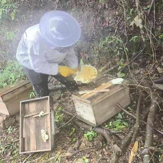 中山市土蜂蜜（荔枝蜜，龙眼蜜）5000斤，价格50/斤。有检测报告
