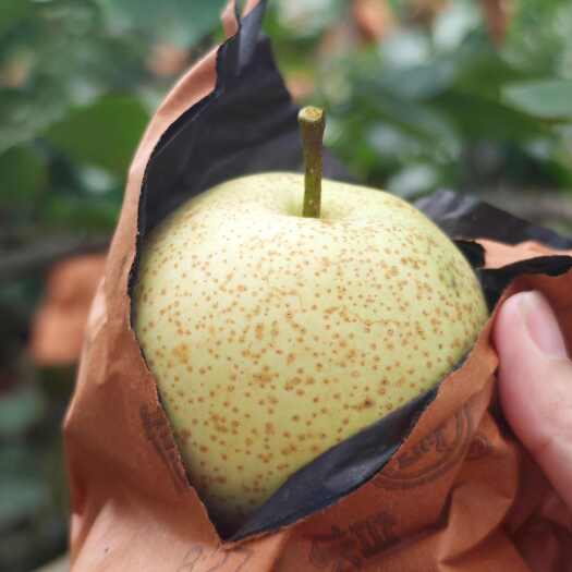 平乐县广西套袋桂花梨，源头果地，一手货源，量大从优