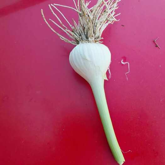肇州县新鲜东北大蒜白皮