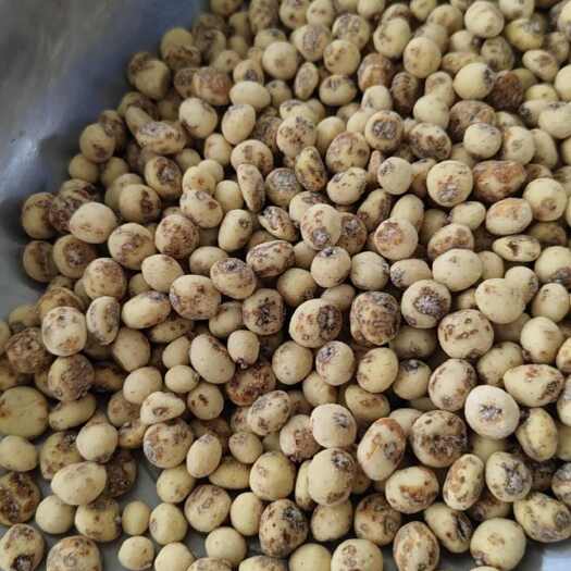 莎车县脱皮油莎豆54团产地直发