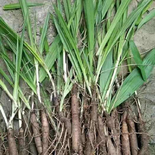 安龙县小叶仙茅，生货！