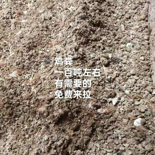 崇州市免费干鸡粪。有一百吨