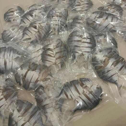 钦州拉花金鲳鱼，一件起批