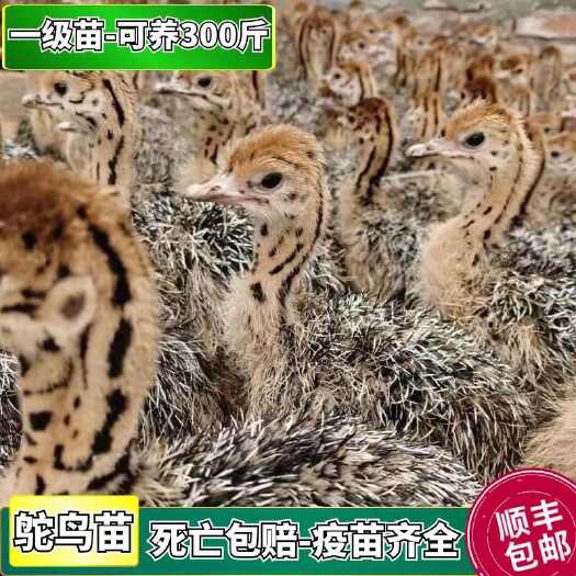 博野县鸵鸟幼苗公母一对非洲纯种巨型成年鸵鸟幼崽活物鸵鸟活苗幼苗一对