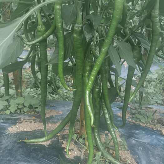 六盘水露天种植8号线椒，大笼椒