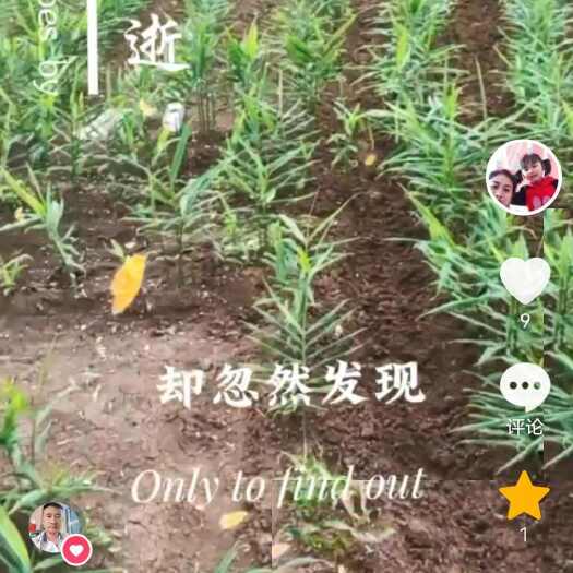 广南县二黄姜