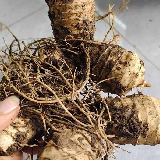 桂阳县黄精