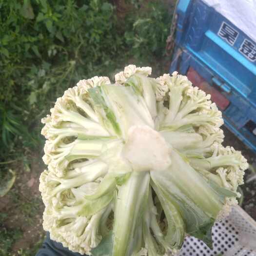 张北县精品白花