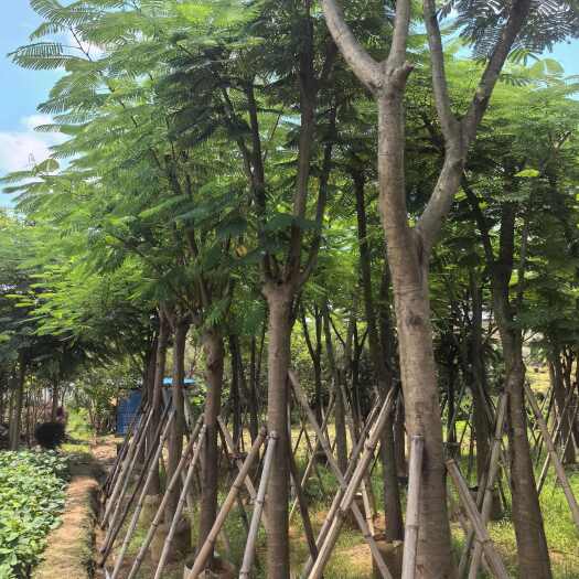 普宁市凤凰木12-15-18-20公分骨架货袋苗