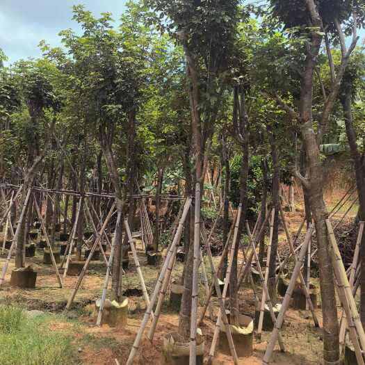 普宁市黄花风铃木10公分