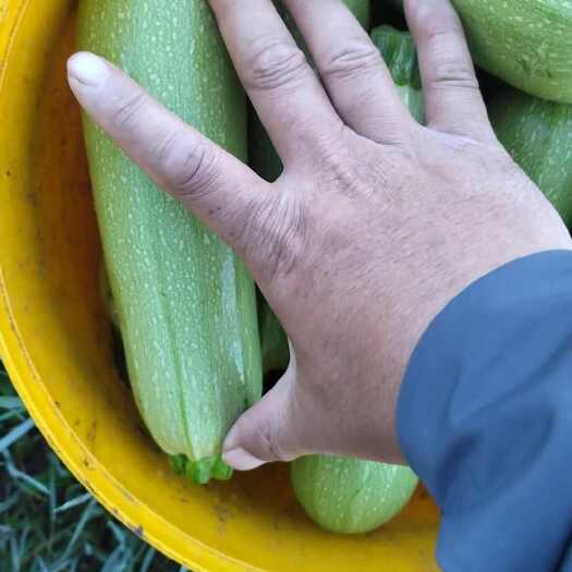 张北县精品西葫芦，5两到1斤标准